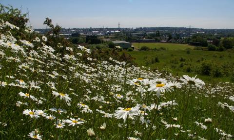 Ox eye daisies on Portway Hill