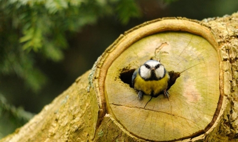 Blue tit emerging from nest