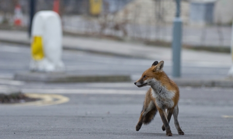 Urban fox, your questions answered | Birmingham & Black Country Wildlife  Trust