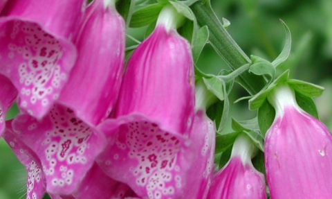 Close up of foxglove