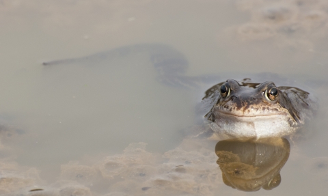 Common frog in water