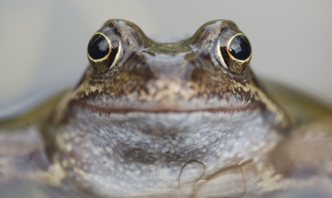 Frog close up of face