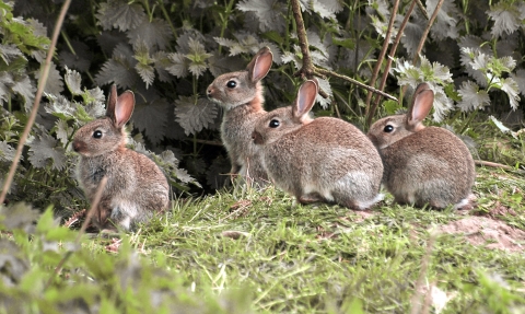 Rabbit warren