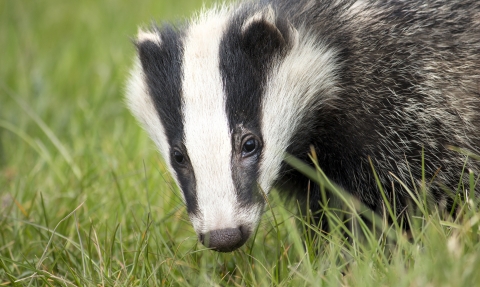 Badger