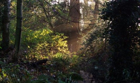 Moseley Bog in the early morning light