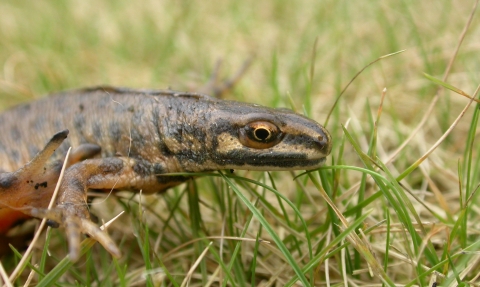 Smooth newt