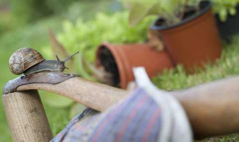 Snail in Garden