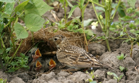 Skylark feeding chicks