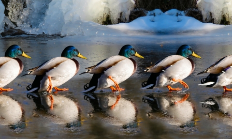 ducks marching across ice