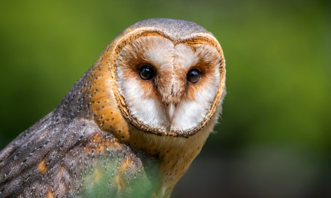 Barn Owl