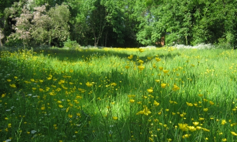 new wildflower meadow at Peascroft Wood