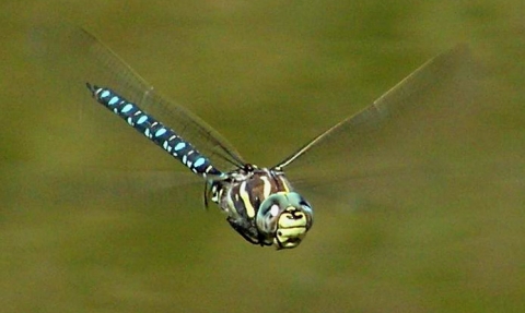 Dragonfly