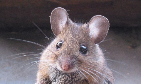 Woodmouse