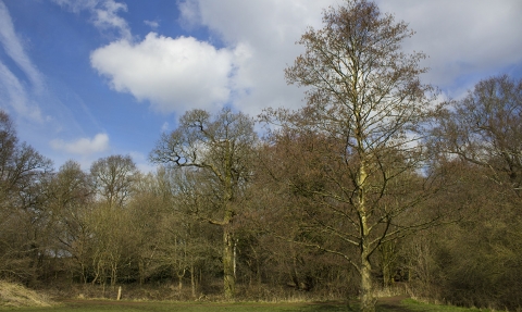 Moseley Bog