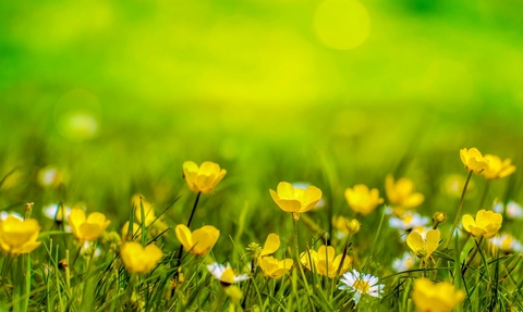 buttercups and daisies