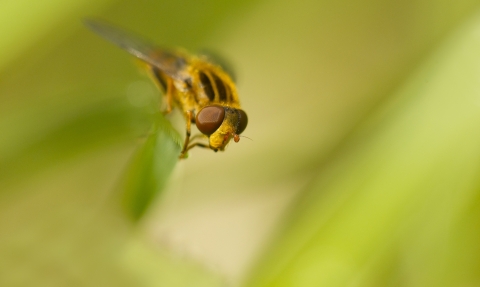 Hoverfly