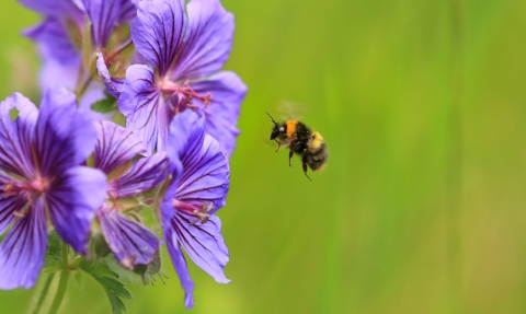 early bumble bee