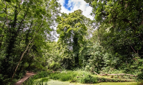 Moseley Bog