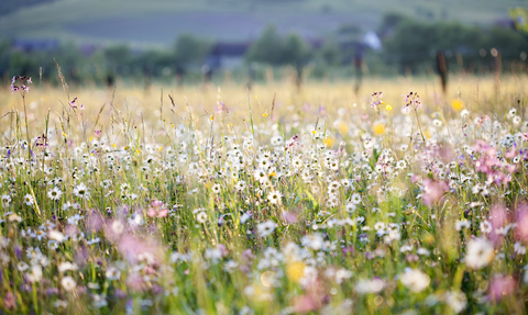 Meadow