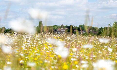 Wildflower meadow