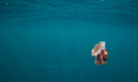 Lion's Mane Jellyfish