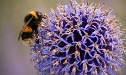 Buff-tailed bumblebee