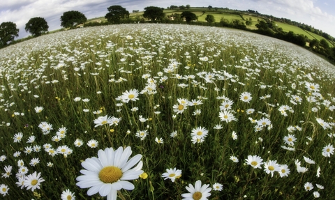 Daisies