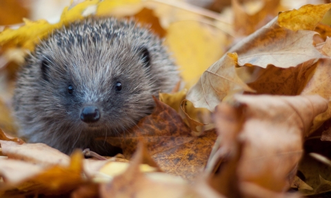 Hedgehog in autumn leaves