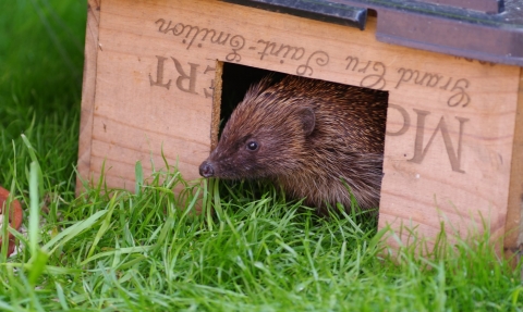 Hedgehog in House