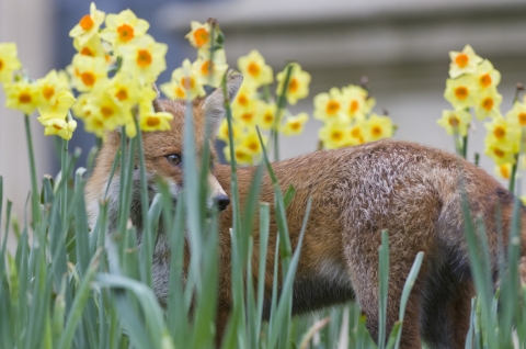 Urban Fox Your Questions Answered The Wildlife Trust For