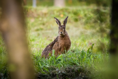 Mad as a March Hare? Eva Phillips, Comms Officer Mad as a March Hare? Eva Phillips, Comms Officer