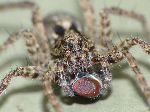 Cellar spider The Wildlife Trusts