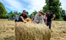 Hay