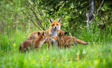 Family of foxes