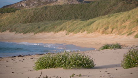 Coastal Dunes