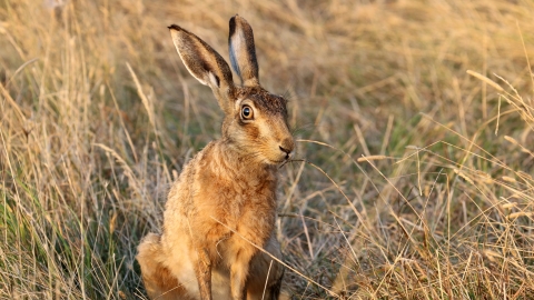 Brown hare