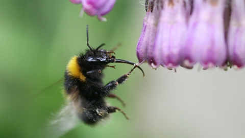 Garden bumblebee, busy at work