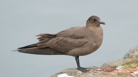 Arctic Skua