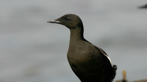 Black Guillemot