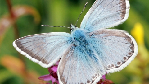 Chalkhill Blue butterfly