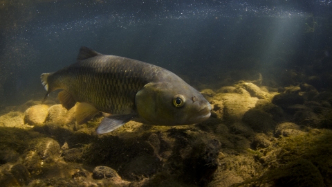 Black Chub