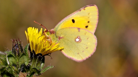 Clouded Yellow Butterfly