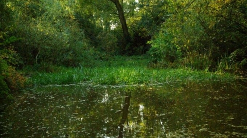 Tree reflected in pool at Deer's Leap wood