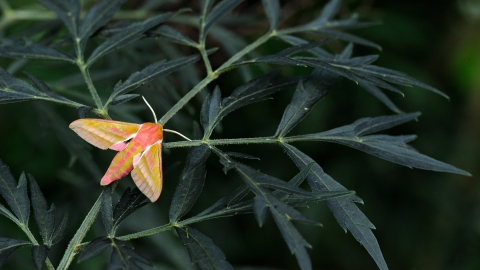 Elephant Hawk-moth