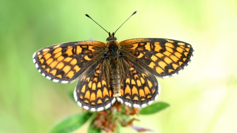 Heath Fritillary butterfly