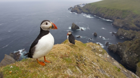 Puffins on cliff