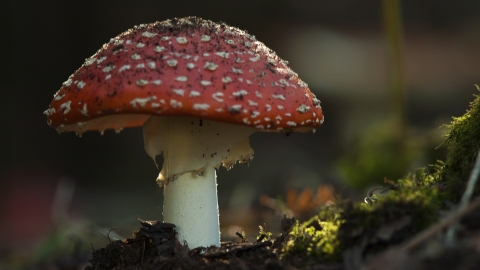 Fly algeriac fungi