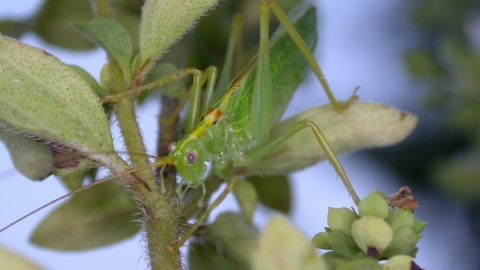 Oak Bush Cricket The Wildlife Trust For Birmingham And The Black Country