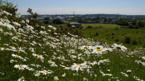 Ox-eye daisies on Portway Hill, part of Rowley Hills