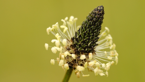 Ribwort Plantain